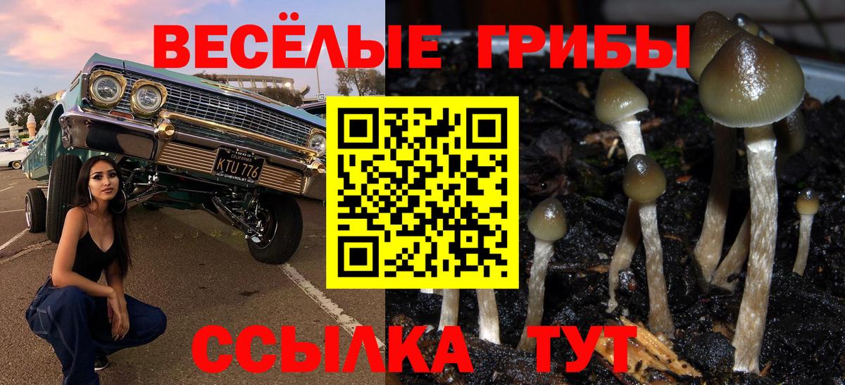 Чистополь  Псилоцибиновые грибы Psilocybine cubensis  Вход с VPN 